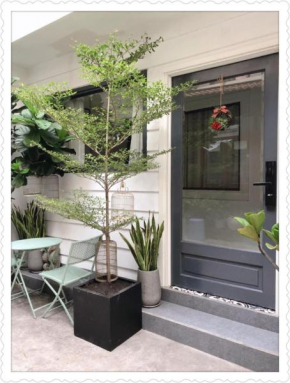 Lily hostel